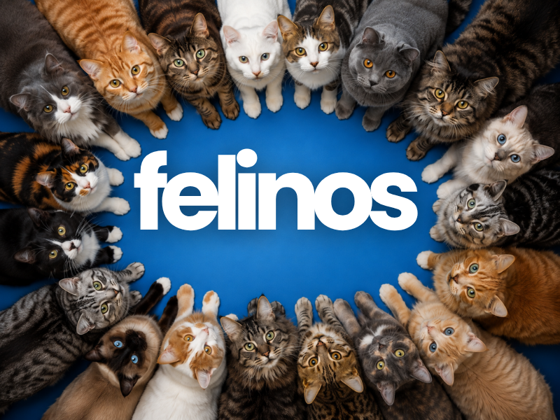 Medicamentos veterinarios para gatos